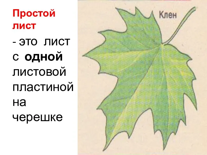 Простой лист - это лист с одной листовой пластиной на черешке