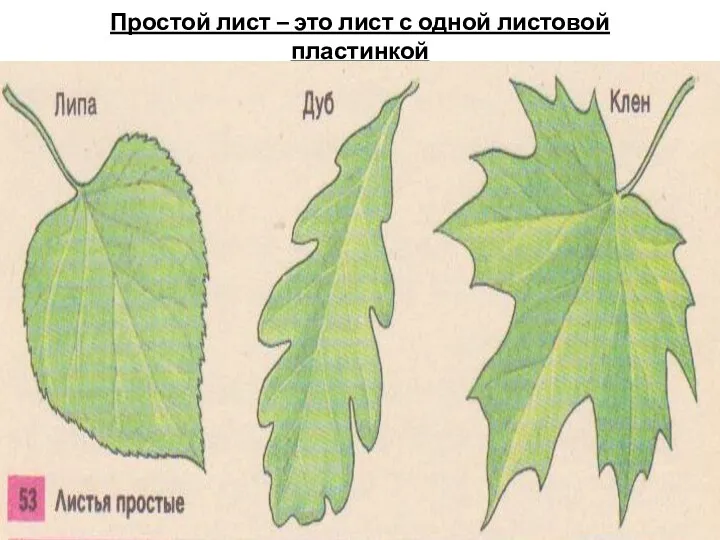 Простой лист – это лист с одной листовой пластинкой
