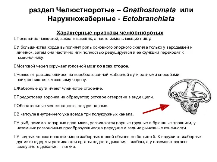 раздел Челюстноротые – Gnathostomata или Наружножаберные - Ectobranchiata Характерные признаки