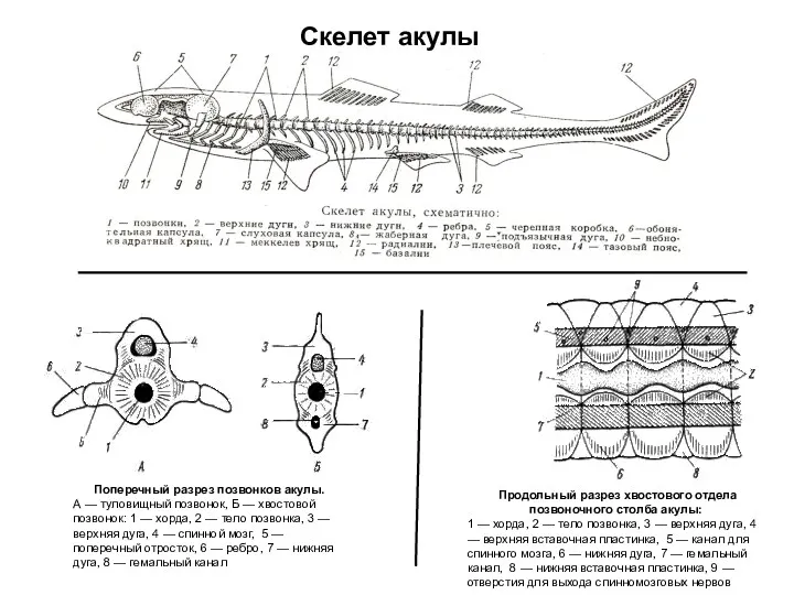 Скелет акулы Продольный разрез хвостового отдела позвоночного столба акулы: 1