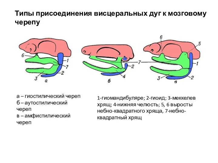 Типы присоединения висцеральных дуг к мозговому черепу а – гиостилический