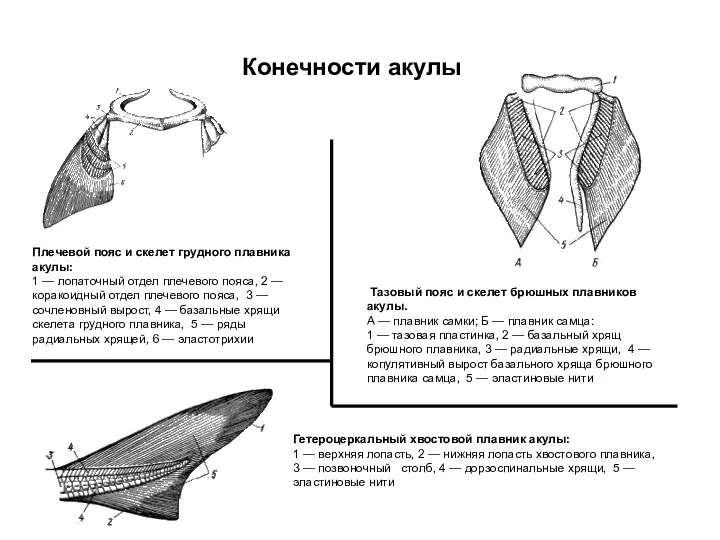 Плечевой пояс и скелет грудного плавника акулы: 1 — лопаточный
