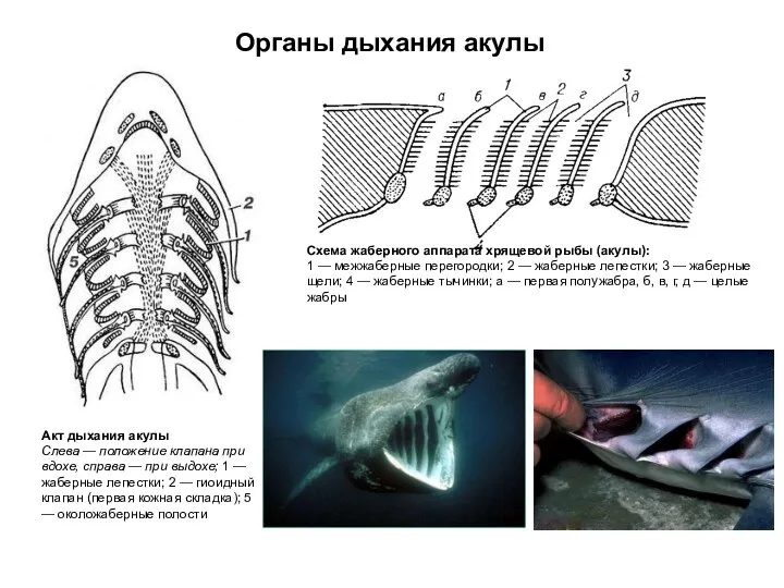 Акт дыхания акулы Слева — положение клапана при вдохе, справа