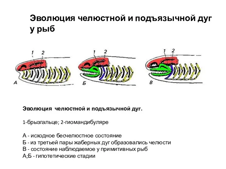 Эволюция челюстной и подъязычной дуг. 1-брызгальце; 2-гиомандибуляре А - исходное