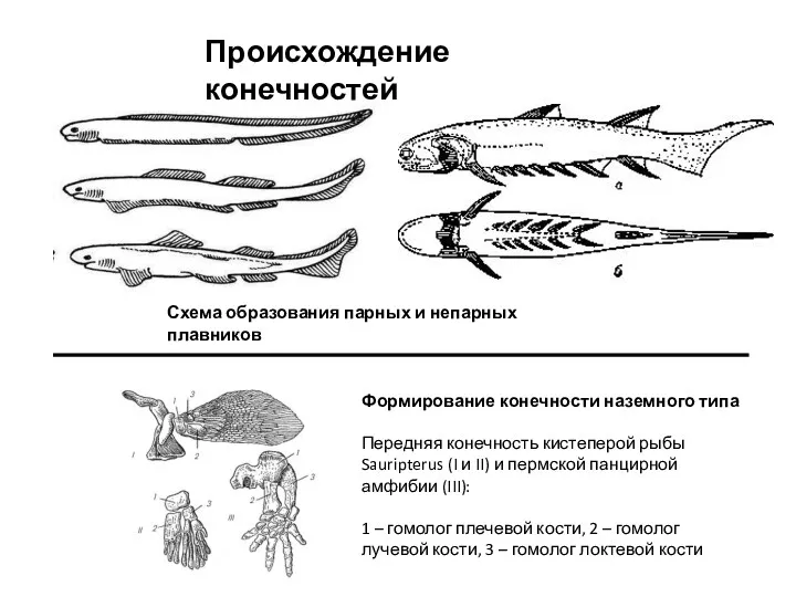 Происхождение конечностей Формирование конечности наземного типа Передняя конечность кистеперой рыбы