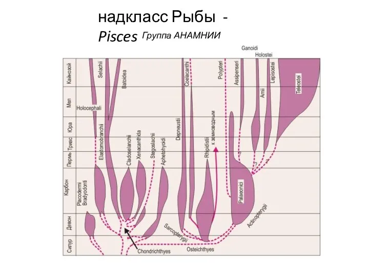 надкласс Рыбы - Pisces Группа АНАМНИИ