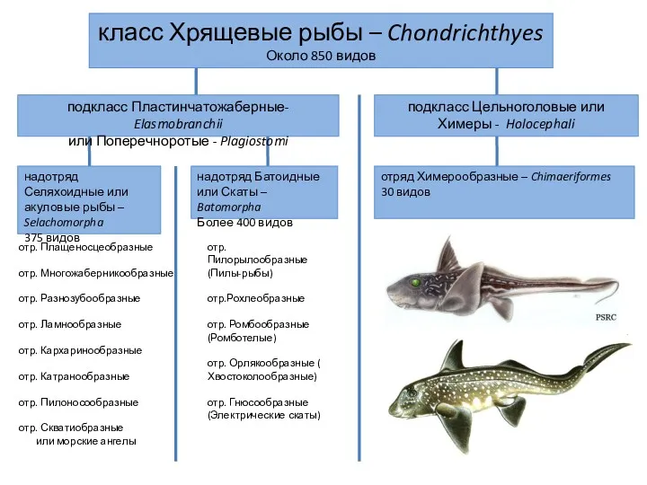 класс Хрящевые рыбы – Chondrichthyes Около 850 видов подкласс Пластинчатожаберные-