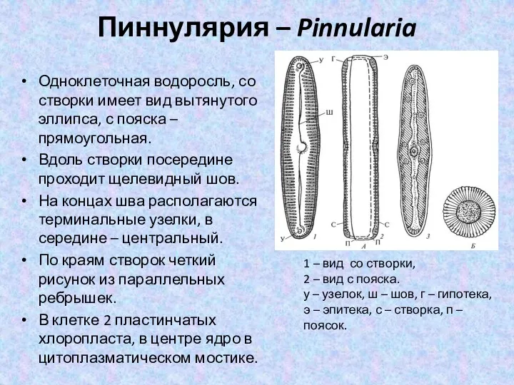 Пиннулярия – Pinnularia Одноклеточная водоросль, со створки имеет вид вытянутого
