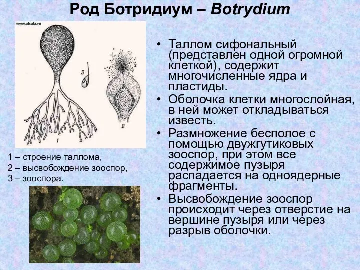 Род Ботридиум – Botrydium Таллом сифональный (представлен одной огромной клеткой),