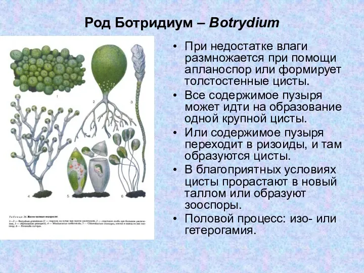 Род Ботридиум – Botrydium При недостатке влаги размножается при помощи