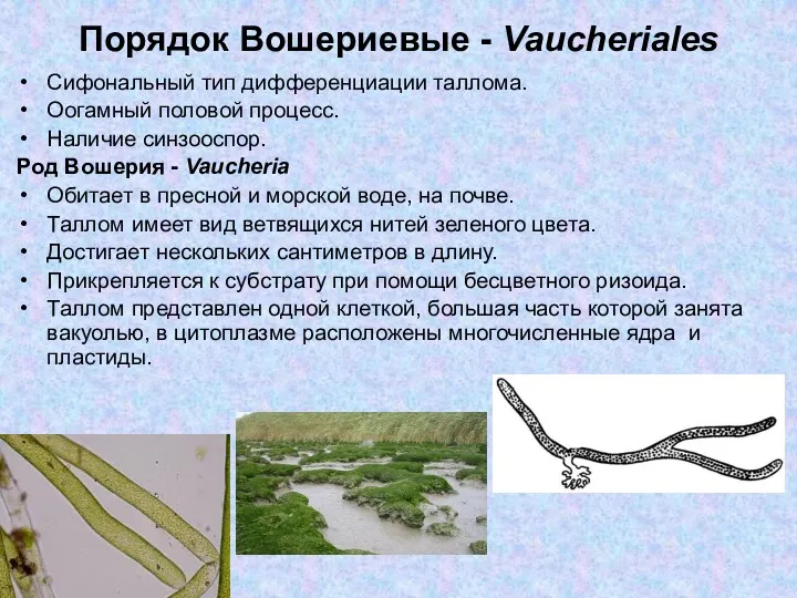 Порядок Вошериевые - Vaucheriales Сифональный тип дифференциации таллома. Оогамный половой