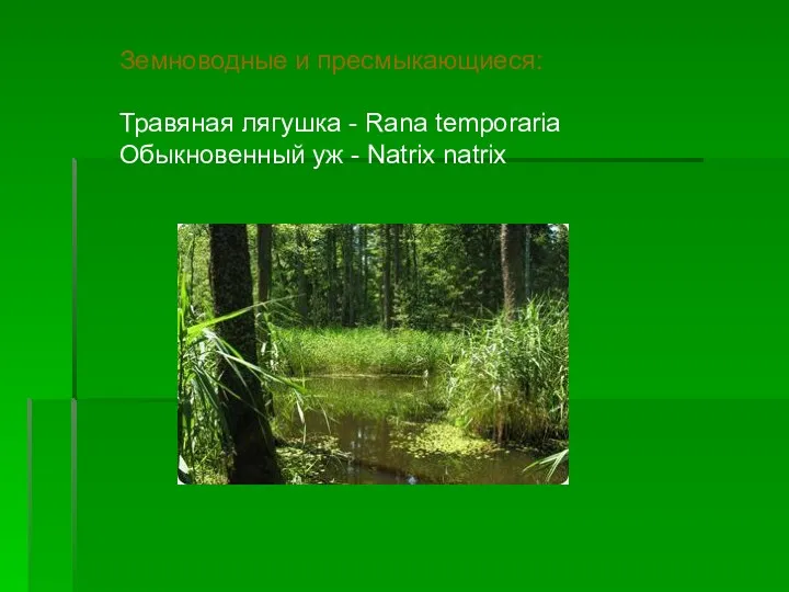 Земноводные и пресмыкающиеся: Травяная лягушка - Rana temporaria Обыкновенный уж - Natrix natrix