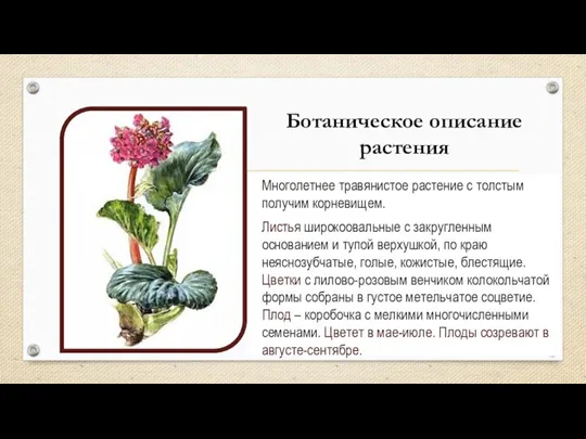 Ботаническое описание растения Многолетнее травянистое растение с толстым получим корневищем.