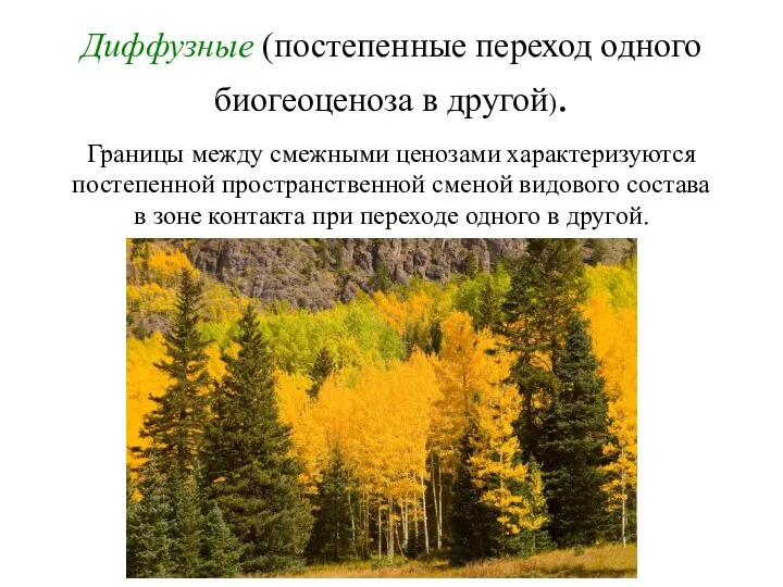 Диффузные (постепенные переход одного биогеоценоза в другой). Границы между смежными