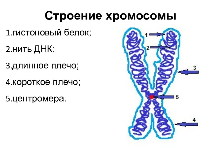 Строение хромосомы гистоновый белок; нить ДНК; длинное плечо; короткое плечо; центромера.