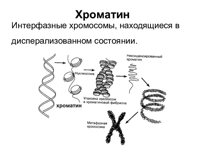 Хроматин Интерфазные хромосомы, находящиеся в дисперализованном состоянии.