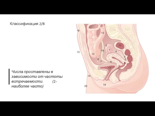 Классификация 2/8 Числа проставлены в зависимости от частоты встречаемости. (1-наиболее часто)