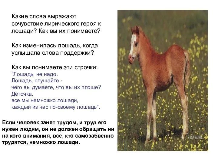 Какие слова выражают сочувствие лирического героя к лошади? Как вы