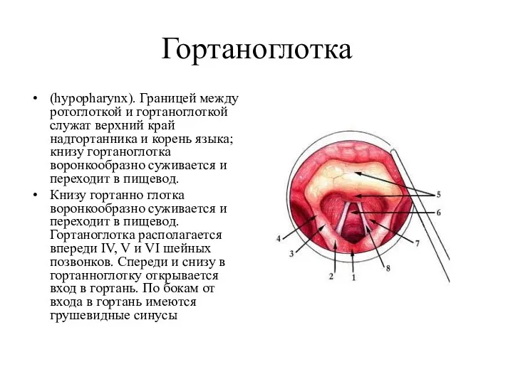 Гортаноглотка (hypopharynx). Границей между ротоглоткой и гортаноглоткой служат верхний край надгортанника и корень