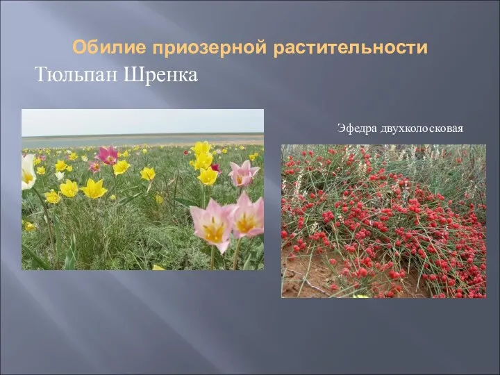 Обилие приозерной растительности Тюльпан Шренка Эфедра двухколосковая