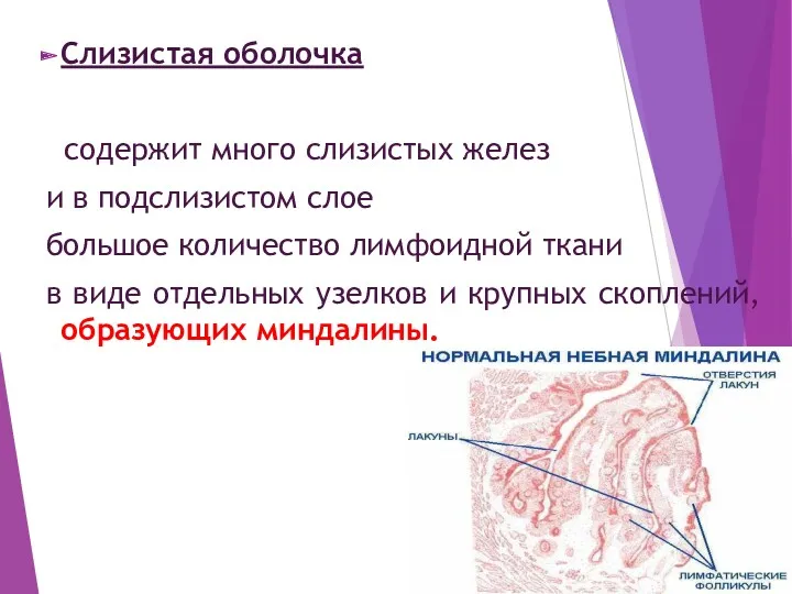 Слизистая оболочка содержит много слизистых желез и в подслизистом слое