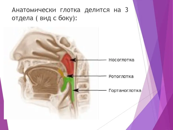 Анатомически глотка делится на 3 отдела ( вид с боку):