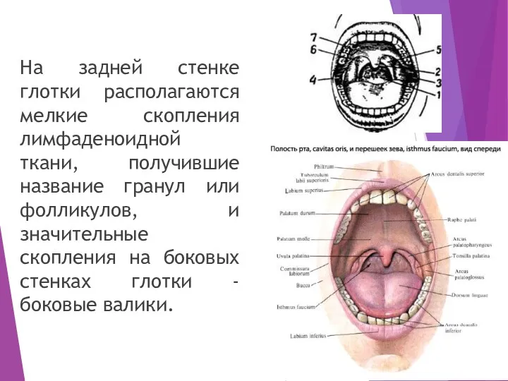 На задней стенке глотки располагаются мелкие скопления лимфаденоидной ткани, получившие