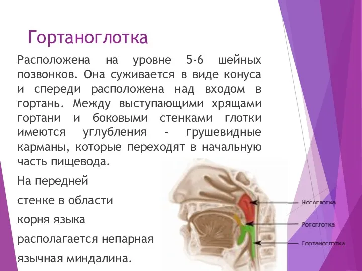 Гортаноглотка Расположена на уровне 5-6 шейных позвонков. Она суживается в