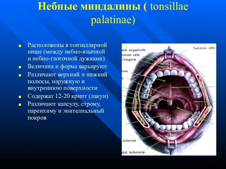 Небные миндалины ( tonsillae palatinae) Расположены в тонзиллярной нише (между небно-язычной и небно-глоточной