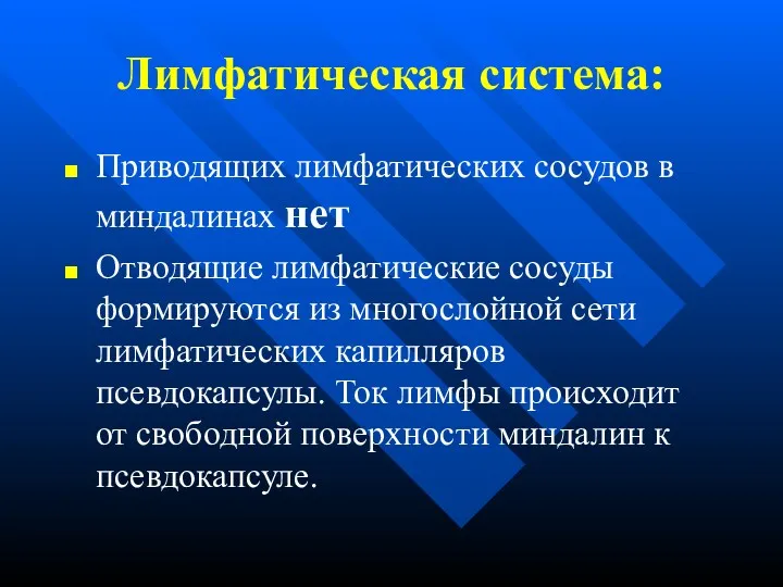 Лимфатическая система: Приводящих лимфатических сосудов в миндалинах нет Отводящие лимфатические