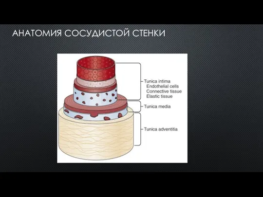 АНАТОМИЯ СОСУДИСТОЙ СТЕНКИ