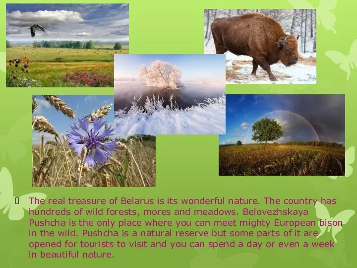 The real treasure of Belarus is its wonderful nature. The