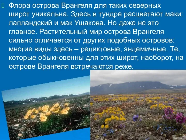 Флора острова Врангеля для таких северных широт уникальна. Здесь в