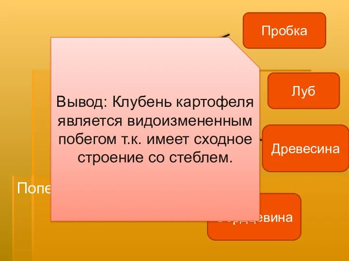 Поперечный срез клубня Пробка Луб Древесина Сердцевина Вывод: Клубень картофеля