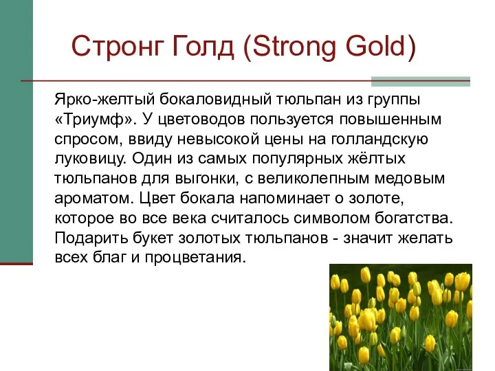 Стронг Голд (Strong Gold) Ярко-желтый бокаловидный тюльпан из группы «Триумф».