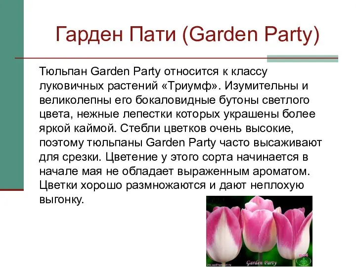 Гарден Пати (Garden Party) Тюльпан Garden Party относится к классу