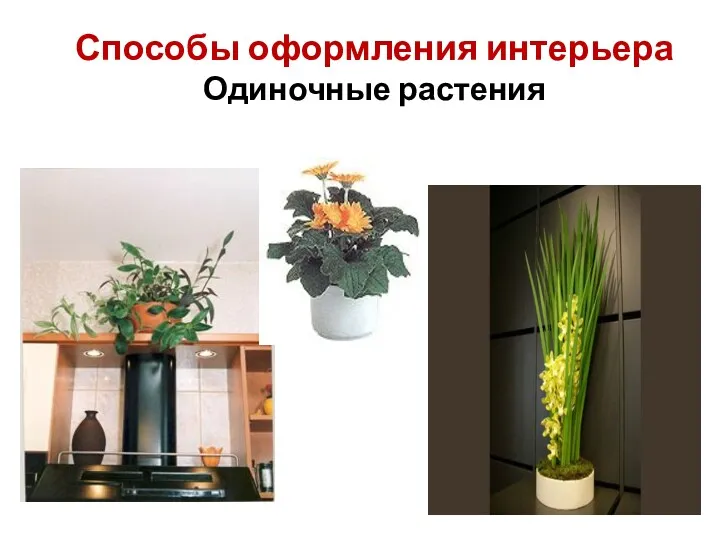 Способы оформления интерьера Одиночные растения
