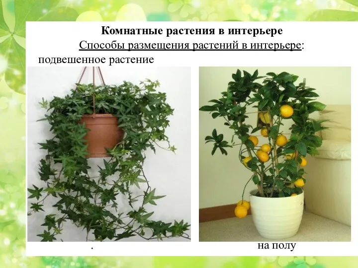 Комнатные растения в интерьере Способы размещения растений в интерьере: подвешенное растение . на полу