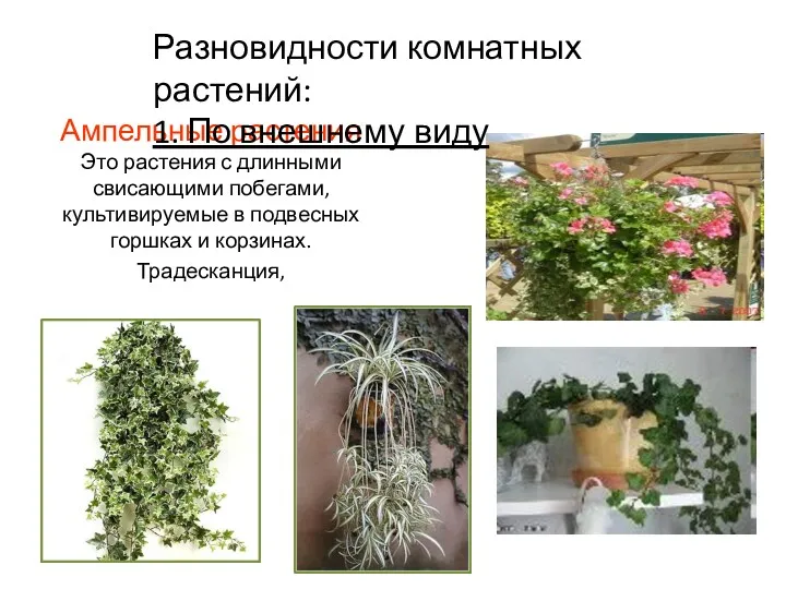Ампельные растения Это растения с длинными свисающими побегами, культивируемые в