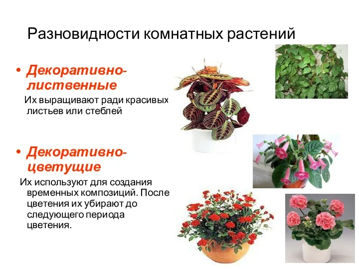 Разновидности комнатных растений Декоративно-лиственные Их выращивают ради красивых листьев или