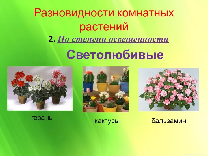 Разновидности комнатных растений 2. По степени освещенности Светолюбивые герань кактусы бальзамин