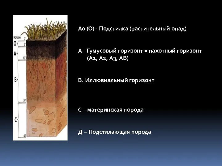 А0 (О) - Подстилка (растительный опад) А - Гумусовый горизонт