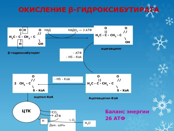 β-гидроксибутират ацетоацетат Ацетоацетил-КоА ацетил-КоА ОКИСЛЕНИЕ β-ГИДРОКСИБУТИРАТА Баланс энергии 26 АТФ