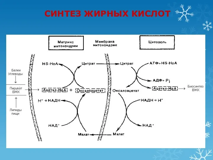 СИНТЕЗ ЖИРНЫХ КИСЛОТ