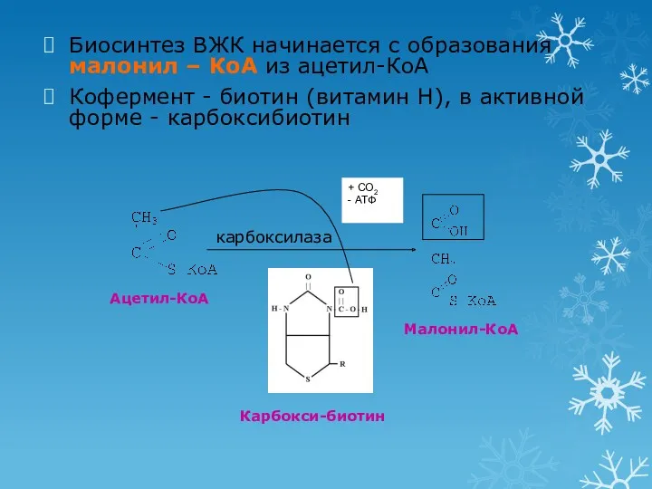 Биосинтез ВЖК начинается с образования малонил – КоА из ацетил-КоА