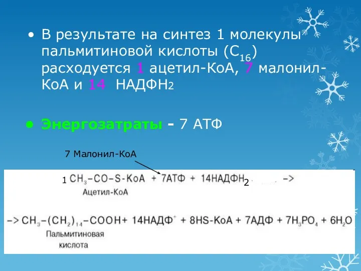 В результате на синтез 1 молекулы пальмитиновой кислоты (С16) расходуется