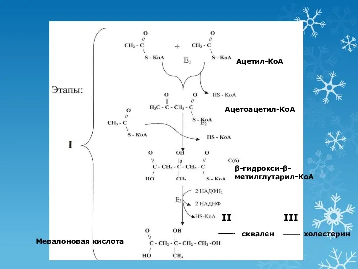 Ацетил-КоА Ацетоацетил-КоА β-гидрокси-β-метилглутарил-КоА Мевалоновая кислота сквален холестерин II III