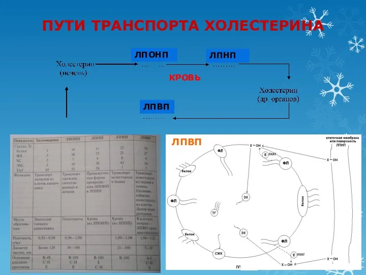 ПУТИ ТРАНСПОРТА ХОЛЕСТЕРИНА ЛПОНП ЛПНП ЛПВП КРОВЬ ЛПВП