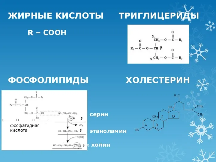 ЖИРНЫЕ КИСЛОТЫ ТРИГЛИЦЕРИДЫ R – COOH ФОСФОЛИПИДЫ ХОЛЕСТЕРИН ххххххххххххххххххххххххххх холин серин этаноламин фосфатидная кислота