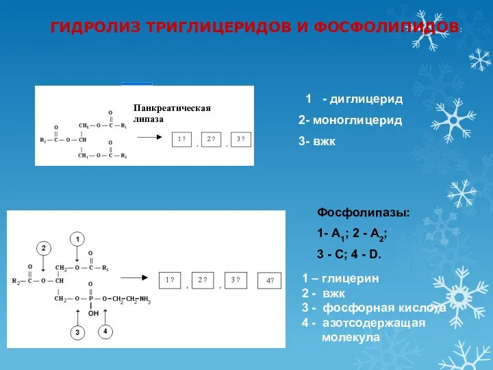 ГИДРОЛИЗ ТРИГЛИЦЕРИДОВ И ФОСФОЛИПИДОВ: 1 - диглицерид - моноглицерид -